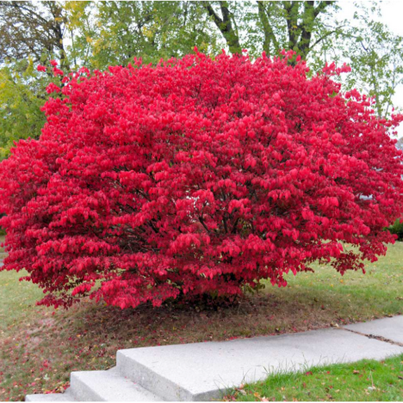 Dwarf Burning Bush Live for Planting, Euonymus Alatus Plant Hardy Red Shrub Sapling 8 to 14 Inch Tall in 4 Inch Pot - Dormant in Winter