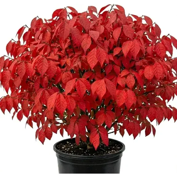 Dwarf Burning Bush Shrub Live Plant, Vibrant Scarlet Red Fall Color, Winged Euonymus Plant 12-18" Tall Gallon Pot