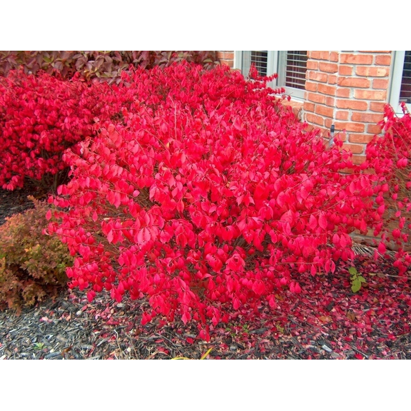 Dwarf Burning Bush Shrub Live Plant, Vibrant Scarlet Red Fall Color, Winged Euonymus Plant 6-12" Tall 4" Pot