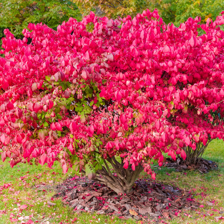 Dwarf Burning Bush Shrub Live Plant in 4'' Pot, Dormant Tree, Outdoor Garden