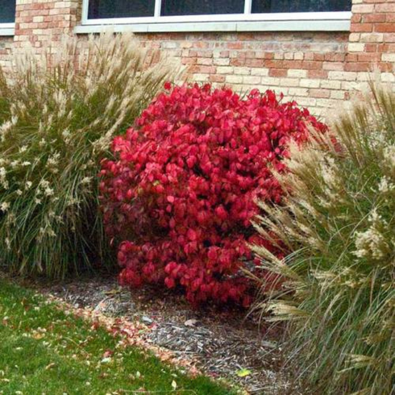 Dwarf Burning Live Plant, Dwarf Burning Bush Live 4'' in Pot, Outdoor Garden