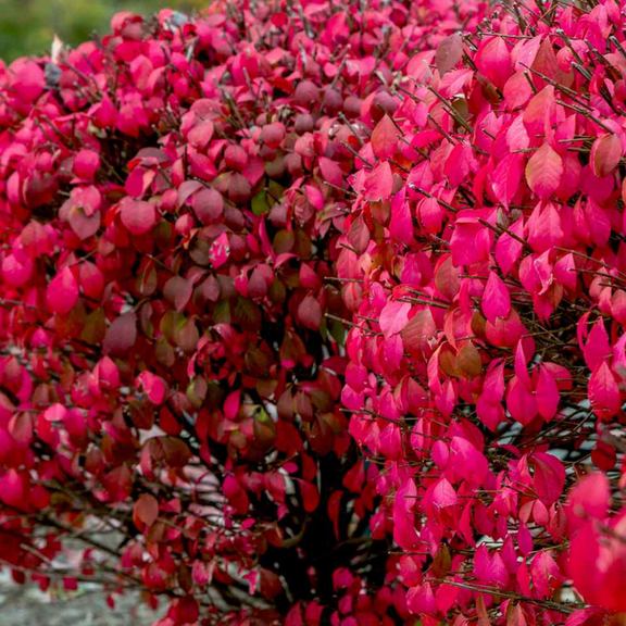 Dwarf Burning Live Plant in Pot, Dwarf Burning Bush Live 4 Inch, Outdoor Growing