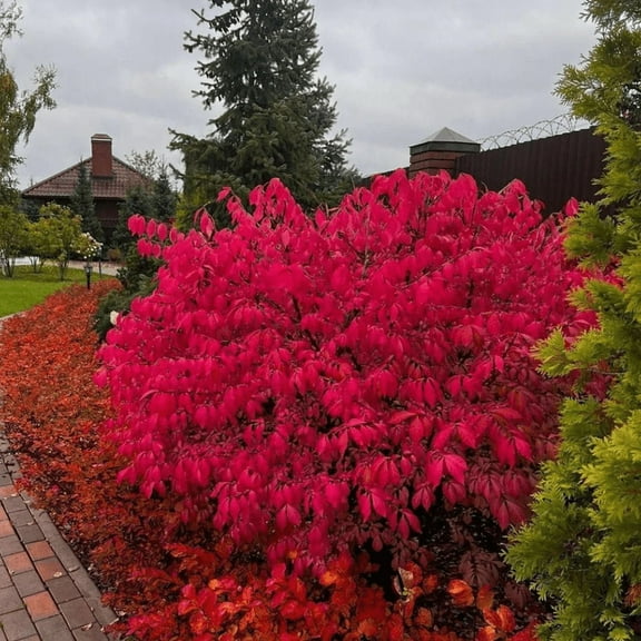 Dwarf Burning Plant Live, Dwarf Burning Bush Live 4 Inches Tall, Outdoor Growing