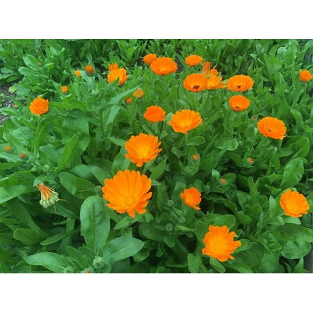 Dwarf Calendula Pot Marigold Ruddles Premium Seed Packet