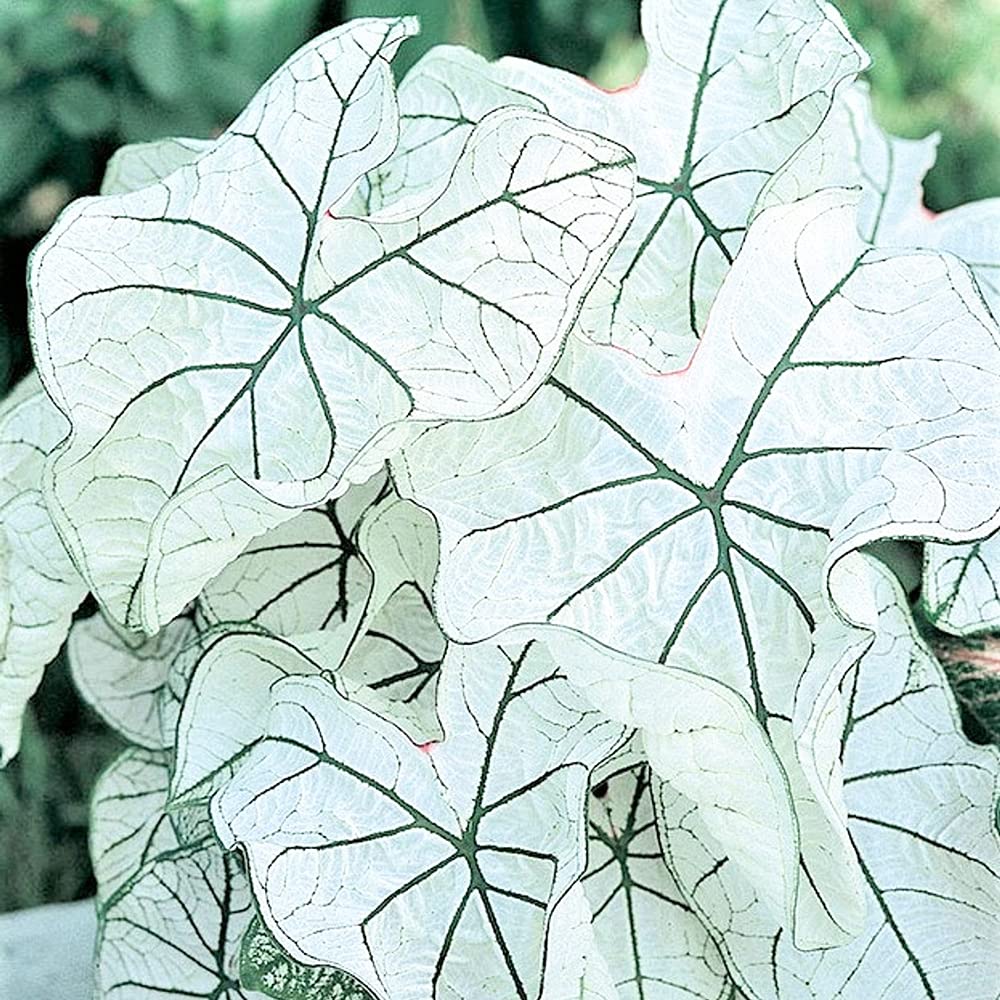 Dwarf Candidum Jr Caladium Bulb Fancy Leaf Caladium 1 Caladium Root