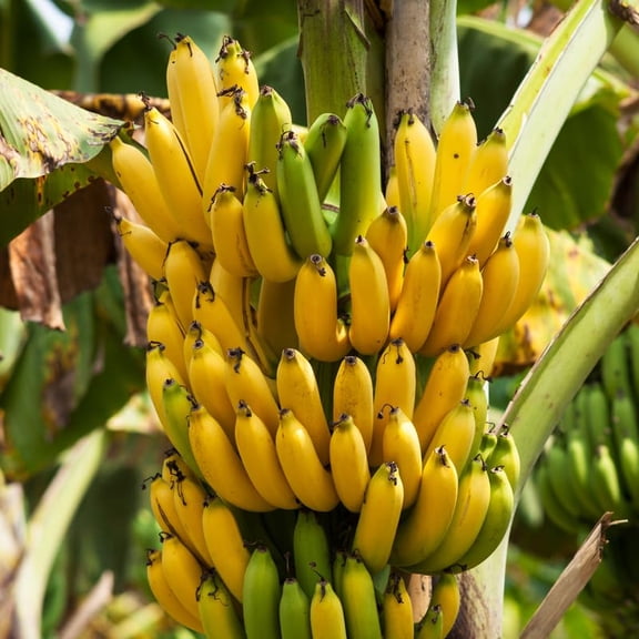 Dwarf Cavendish Banana Plant, Banana Trees Live Plants, 4-6" Tropical Fruit Tree for Home Garden, Patio and Container Growing