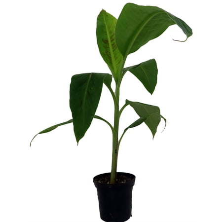 Dwarf Cavendish Banana Plant - Musa - 4" Pot