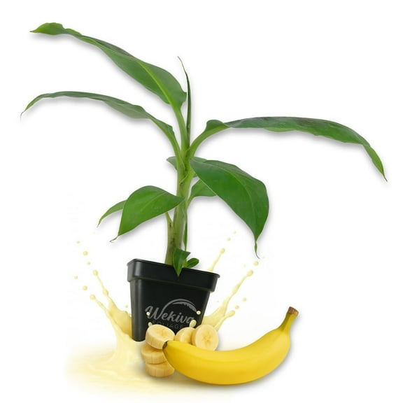 Dwarf Cavendish Banana Tree - 1 Live Plant in a 3 Inch Growers Pot - Musa Acuminata - Edible Fruit Bearing Tree for The Patio and Garden