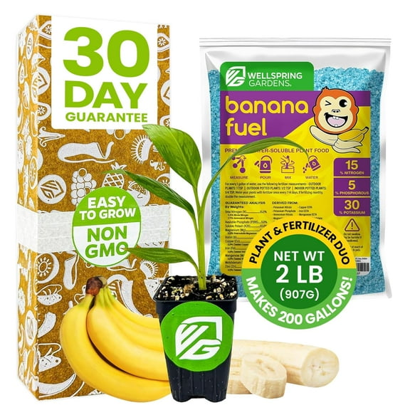 Dwarf Cavendish Banana Tree & Banana Fuel Fertilizer (2lb) Bundle by Wellspring Gardens -Banana Live Tree for Indoor/Outdoor Gardeners -Water Soluble Formulated Food for Healthy Grow