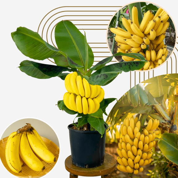 Dwarf Cavendish Banana Tree Live Plant, Cold Hardy Banana Plant Live, Tropical Banana Fruit Seedling, 4-8 Inch Height