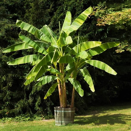 Brighter Blooms - Dwarf Cavendish Banana Tree, 6 Inch - No Shipping to AK, AZ, HI