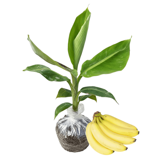Dwarf Cavendish Banana Trees Live Plant, Banana Plant, 4 to 6 Inches Height, Well - Rooted, Cold Hardy, Dwarf Fruit Trees Live Plants for Outdoor Planting