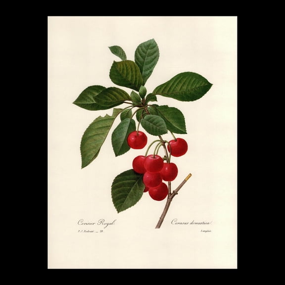 Dwarf Cherry Redoute Botanical Print, Unframed Paper Poster 8x10in