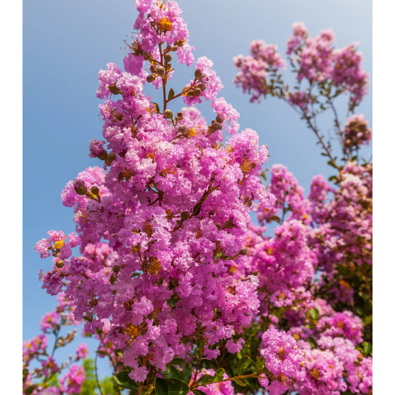 2-3 ft Tall Dwarf Crape Myrtle Live Shrubs, Compact Flowering Shrub