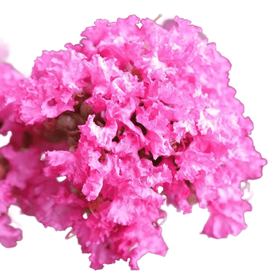 2-3 ft Tall Dwarf Crape Myrtle Live Shrubs, Compact Flowering Shrub