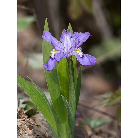 Dwarf Crested Iris - 5 Root Divisions