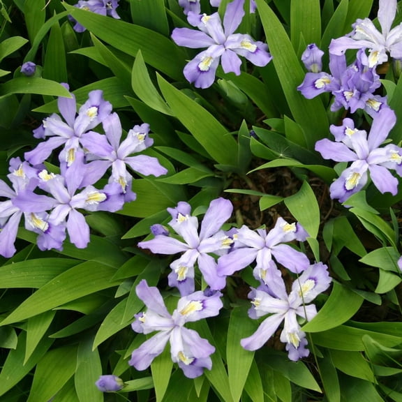 Dwarf Crested IrisIris cristataLowgrowing perennial for shaded areas  1 Gallon
