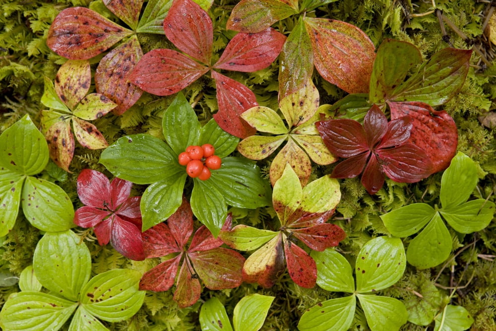 Dwarf Dogwood Growing From A Bed Of Dense Mosses Transitions From The Greens Of Summer To The Reds Of Fall Tongass National Forest Alaska Canvas Art - John Hyde Design Pics (18 x 12)