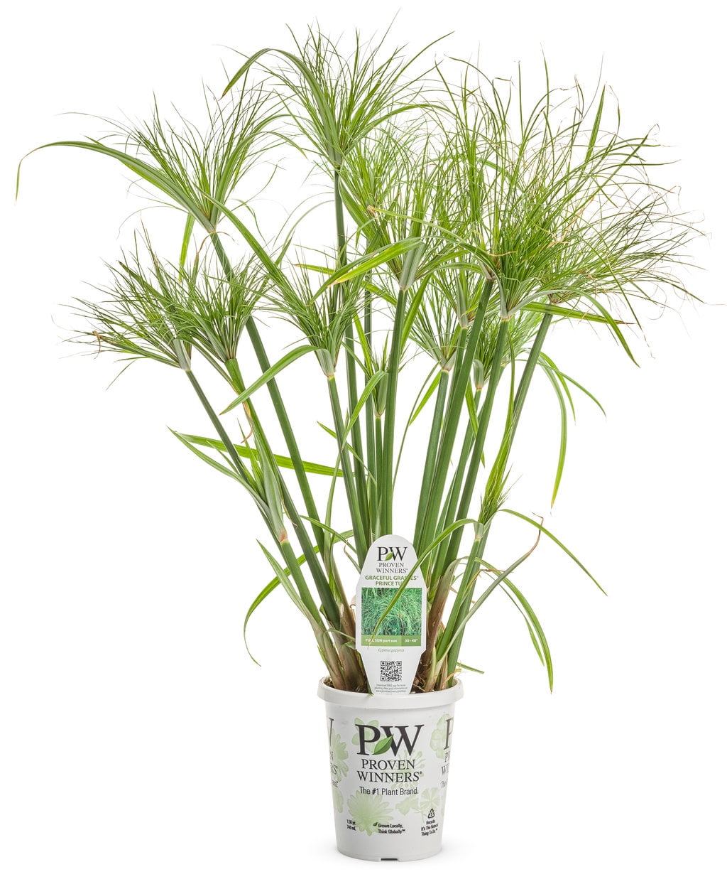 Dwarf Egyptian Papyrus Plant Cyperus haspen 'Viviparus' Live Plant
