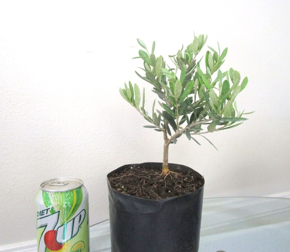 Dwarf European Olive for mame shohin bonsai tree multiple listing ...