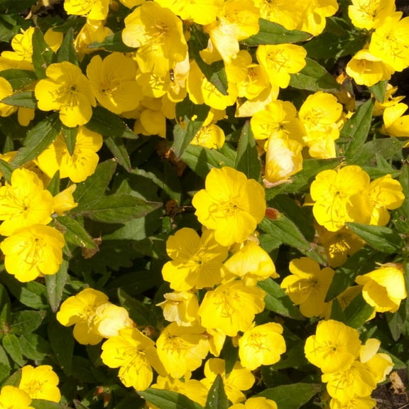 Dwarf Evening Primrose Flower Garden Seeds - 1 Oz - Perennial Flower Gardening Seed - Oenothera glazioviana
