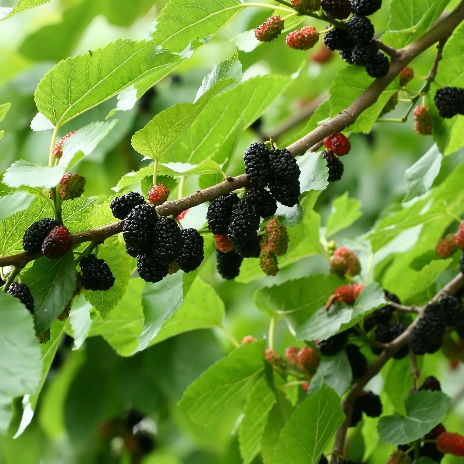Dwarf Everbearing Black Mulberry Tree - Morus nigra - Live Plant - image 1 of 1
