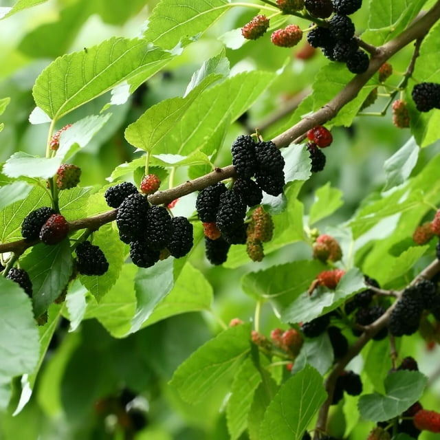 Dwarf Everbearing Black Mulberry Tree - Morus nigra - Live Plant