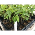 thumbnail image 1 of Dwarf Everbearing Black Mulberry Tree - Morus nigra - Live Plant, 1 of 5