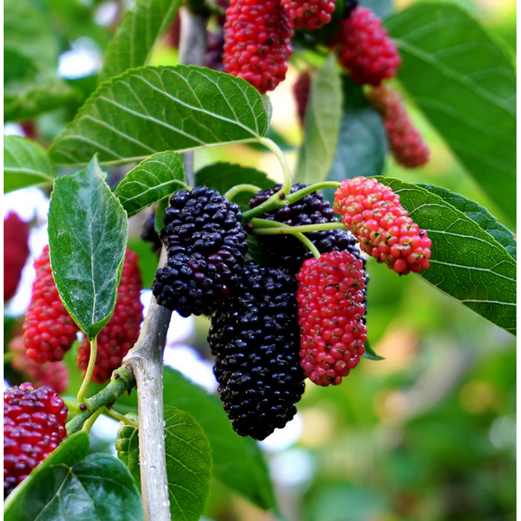 Dwarf Everbearing Mulberry Live for Planting, Everbearing Mulberry Bush Mulberries Plant Live for Outdoor Garden 4 to 6 Inch Tall - Dormant in Winter