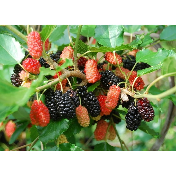 Dwarf Everbearing Mulberry Plant 4-7" Tall for Planting, Mulberry Fruit Tree Plant Outdoor Garden