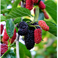 thumbnail image 1 of Dwarf Everbearing Mulberry Plant Live for Planting, Mulberry Fruit Tree Live Plant, Mulberry Seedlings, 5-9 Inch Tall, 1 of 8