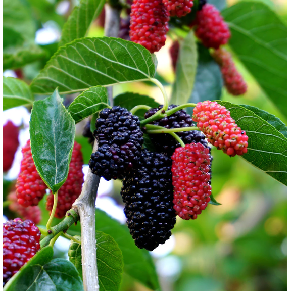 Dwarf Everbearing Mulberry Plant Live for Planting, Mulberry Fruit Tree Live Plant, Mulberry Seedlings, 5-9 Inch Tall