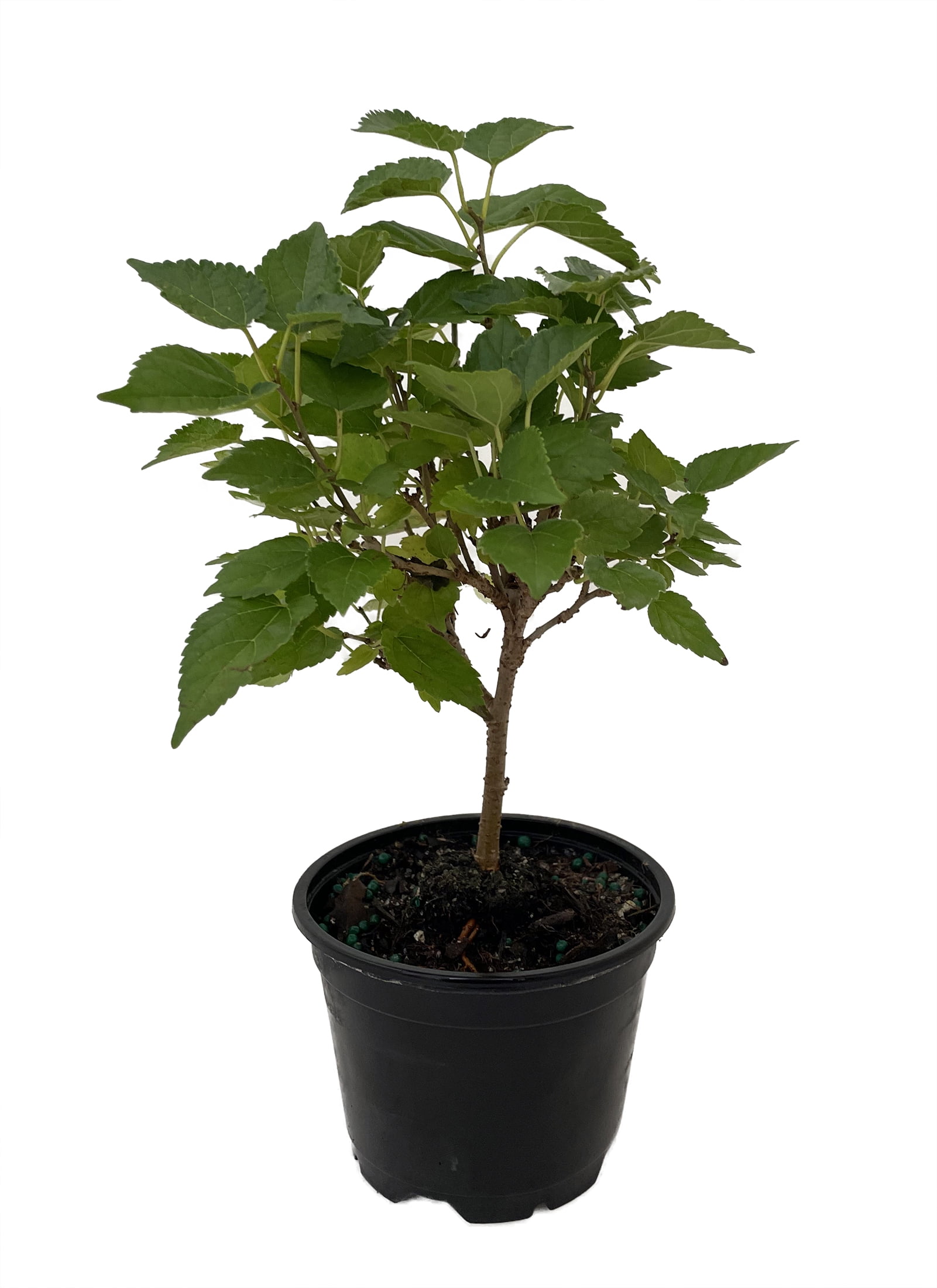 Dwarf Everbearing Mulberry Live Plant - Sweet Medium-sized Fruit, Hardy  Bush - 4"" Pot" - Walmart.com