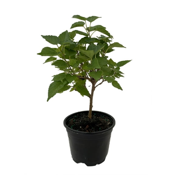 Dwarf Everbearing Mulberry Plant - Morus nigra - Sweet Fruit - 4" Pot