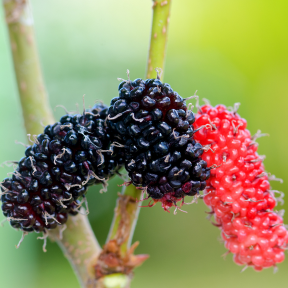 Dwarf Everbearing Mulberry Plant, Mulberry Fruit Tree Live Plant, Indoor Outdoor Planting, 4 to 7 Inches