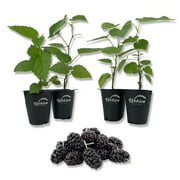 Dwarf Everbearing Mulberry Tree - 4 Live Starter Plants in 2 Inch Pots - Edible Fruit Tree for The Patio and Garden