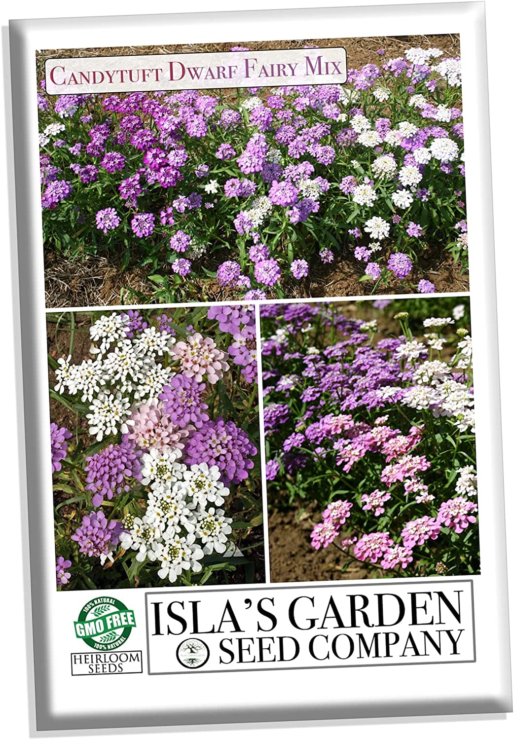 "Dwarf Fairy Mix" Candytuft Flower Seeds for Planting, 300+ Flower