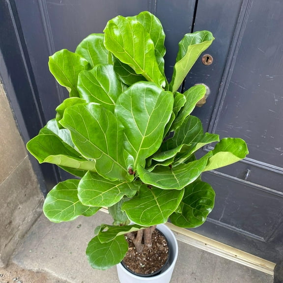 Dwarf Fiddle Leaf Fig-Compact Indoor Plant-Air Purifying 10" Pot