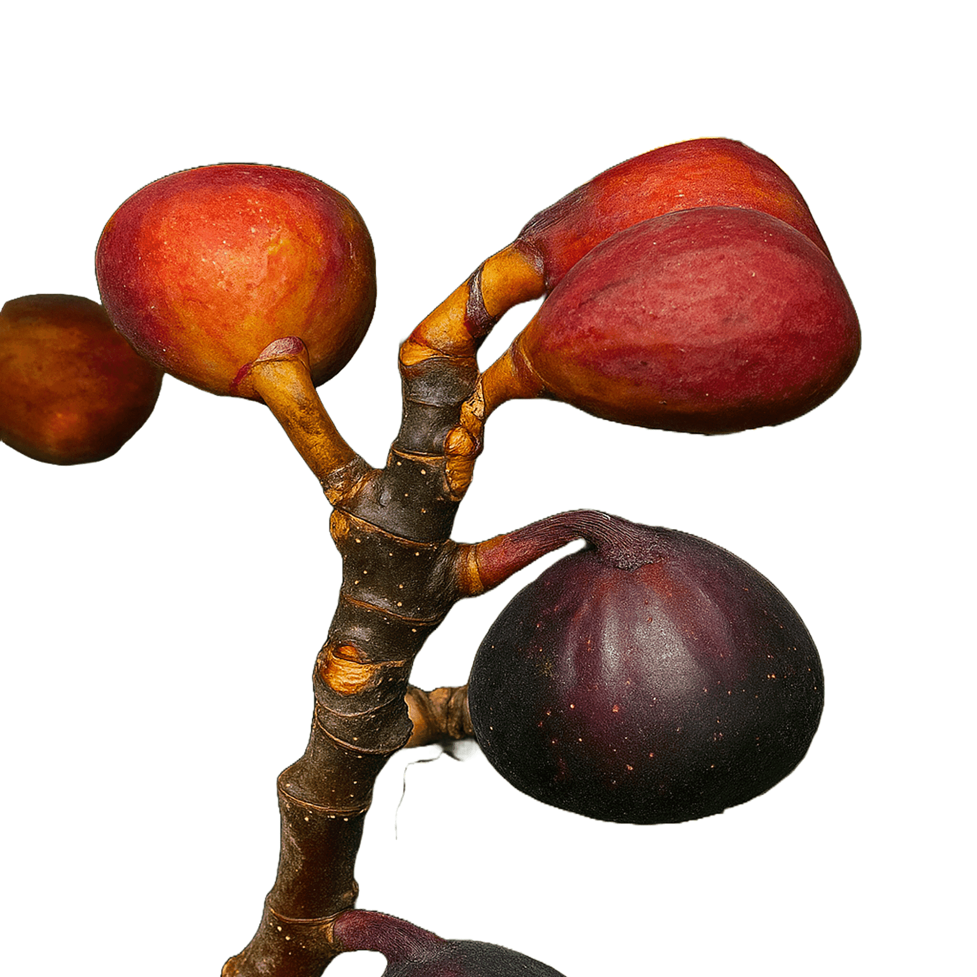 Dwarf Fig Plant Live Plants, Compact Fruit Tree for Containers ...