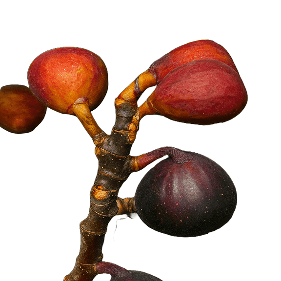 Dwarf Fig Plant Compact Fruit Tree for Containers and Small Gardens