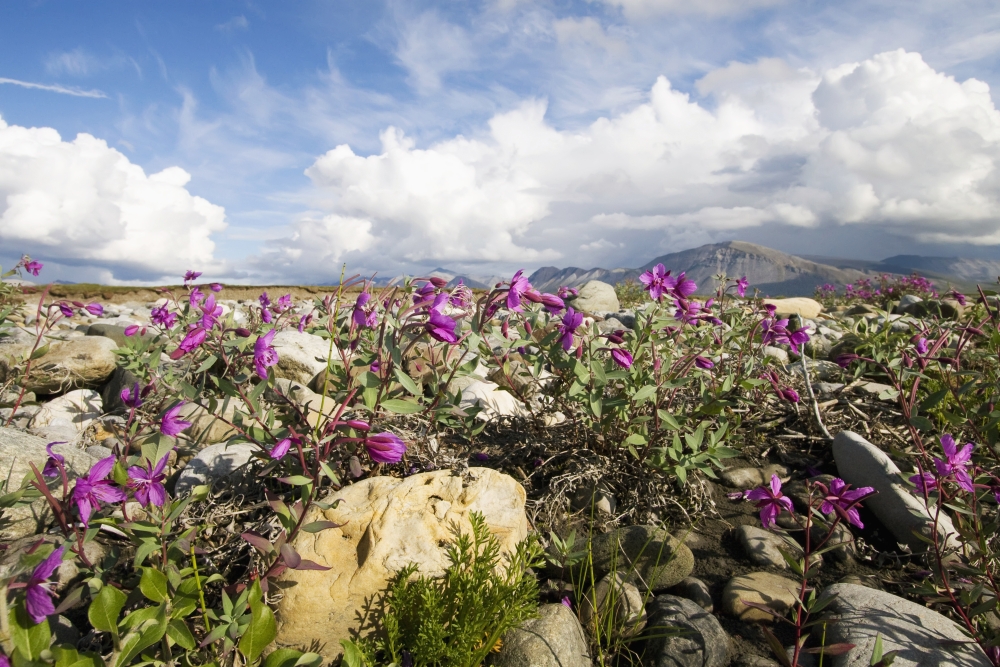 Dwarf Fireweed Bloom Along The Canning River In Anwr Summer In Arctic Alaska Canvas Art - Doug Demarest Design Pics (17 x 11)