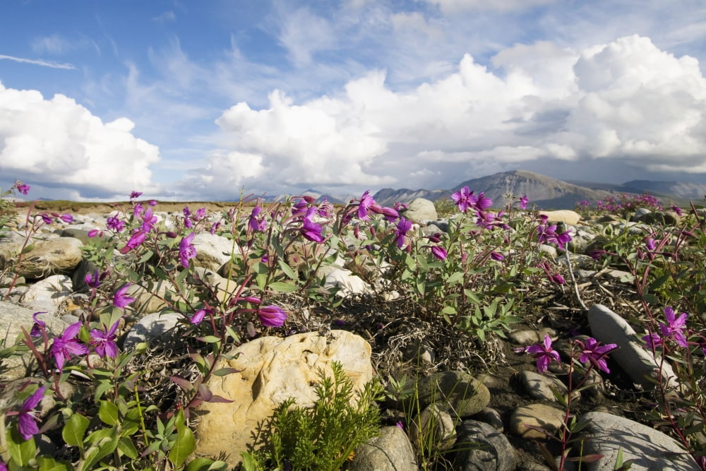 Dwarf Fireweed Bloom Along The Canning River In Anwr Summer In Arctic Alaska Canvas Art - Doug Demarest Design Pics (34 x 22)