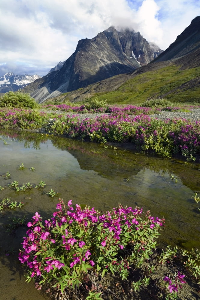 Dwarf Fireweed Blooms In Flooded Meadow Near Turquoise Lake WTelaquana Mtn Lake Clark Nat Park Ak Canvas Art - Michael DeYoung Design Pics (22 x 34)
