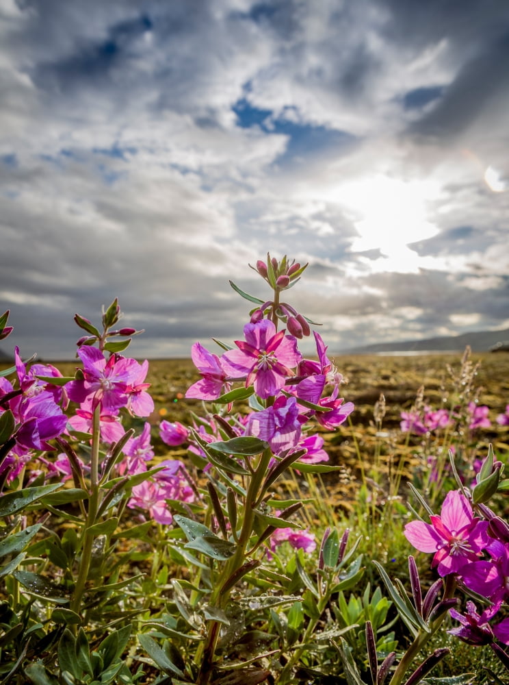 Dwarf Fireweed (Chamerion latifolium) Thorsmork Iceland Canvas Art - Panoramic Images (36 x 24)
