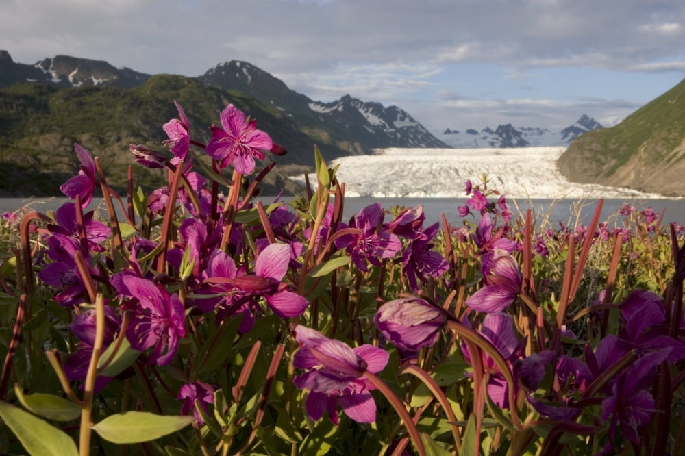 Dwarf Fireweed Growing On The Shoreline Of Grewingk Glacier Lake WGlacier In Background Kenai Peninsula Canvas Art - Scott Dickerson Design Pics (34 x 22)
