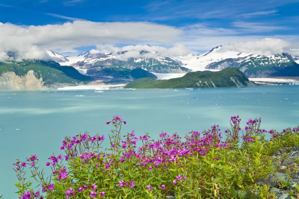 Dwarf Fireweed Grows Along The Shore Of Iceberg Filled Alsek Lake At Glacier Bay National Park Summer In Southeast Alaska Canvas Art - Michael DeYoung Design Pics (17 x 11)