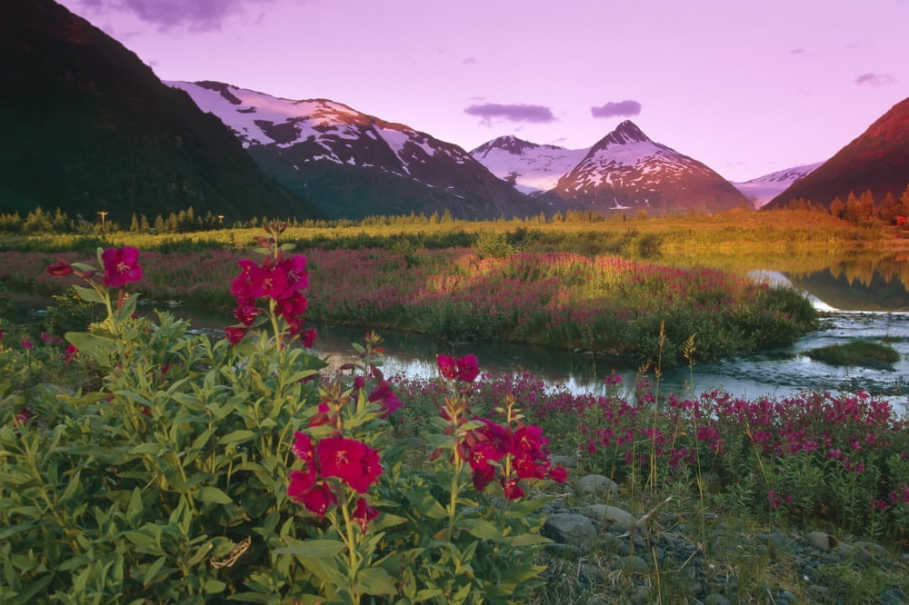 Dwarf Fireweed Portage Creek Bard Peak Shakespeare Glacier In Southcentral Alaska During SummerNportage Valley Southcentral Canvas Art - Michael DeYoung Design Pics (17 x 11)