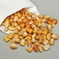 thumbnail image 1 of Dwarf Genetic Corn Seed, Grows Into A Small, Dwarf Plant About 12 To 15" At Maturity, 1 of 1