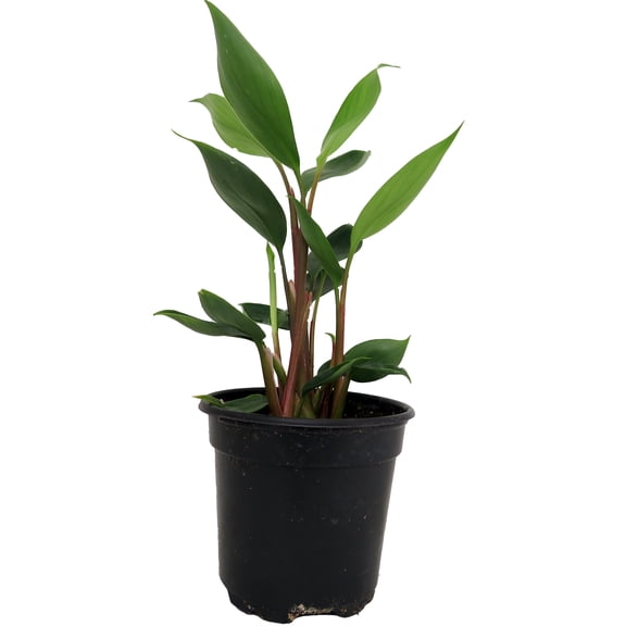 Dwarf Golden Brush Ginger - Burbidgea scheizocheila - 4" Pot -Collector's Series