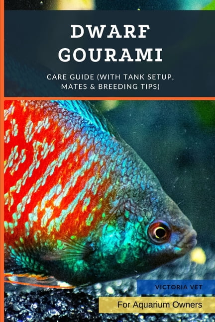 Gallery Detail: Dwarf Gourami Care Guide With Tank Setup Mates Breeding Tips